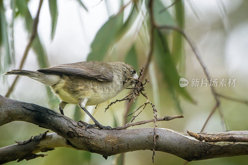 南部白脸(Aphelocephala leucopsis)正在筑巢